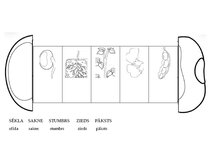Konspekts 'Tematiskā nodarbība 5-6 g., tēma “Augu dzīves cikls. Zirņi, sīpoli, saulespuķe”', 7.