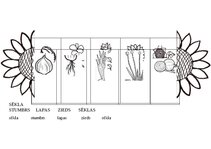 Konspekts 'Tematiskā nodarbība 5-6 g., tēma “Augu dzīves cikls. Zirņi, sīpoli, saulespuķe”', 8.