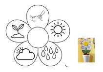 Konspekts 'Tematiskā nodarbība 5-6 g., tēma “Augu dzīves cikls. Zirņi, sīpoli, saulespuķe”', 12.