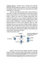 Konspekts 'Konkurence globalizācijas apstākļos', 3.