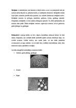 Konspekts 'Tamborējumu etnogrāfija', 4.