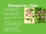Prezentācija 'Liliju dzimta', 4.
