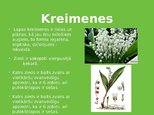 Prezentācija 'Liliju dzimta', 6.