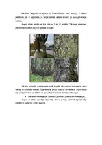 Referāts 'Ķērpju izplatība', 3.