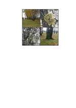 Referāts 'Ķērpju izplatība', 4.