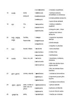 Paraugs 'Terminelementi latīņu valodā', 5.