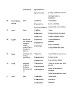 Paraugs 'Terminelementi latīņu valodā', 6.