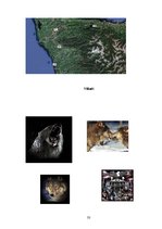 Referāts 'Mistika un realitāte Stefanijas Meieres darbā "Krēsla"', 33.