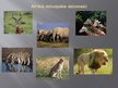 Prezentācija 'Āfrika', 6.