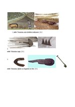 Referāts 'Augsnes apstrādes darbarīku evolūcija Latvijā', 5.