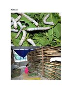 Referāts 'Zīds', 10.