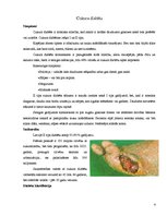 Konspekts 'Cukura diabēts', 2.