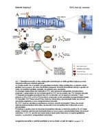 Konspekts 'Celiakija: no glutēna līdz autoimunitātei', 3.