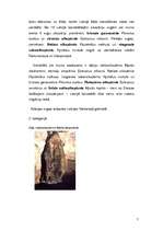 Referāts 'Latvijas aizsargājamie dzīvnieki', 7.