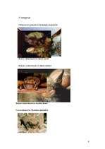 Referāts 'Latvijas aizsargājamie dzīvnieki', 8.