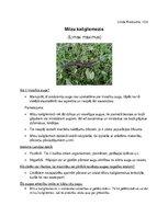 Konspekts 'Milzu kailgliemezis', 1.