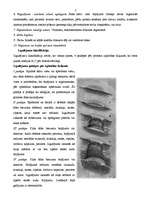 Referāts 'Ziņojums - izgulējumi', 7.