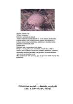 Referāts 'Indīgās sēnes', 4.