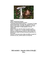 Referāts 'Indīgās sēnes', 5.