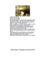 Referāts 'Indīgās sēnes', 9.