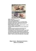 Referāts 'Indīgās sēnes', 10.