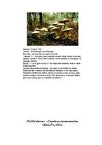 Referāts 'Indīgās sēnes', 11.