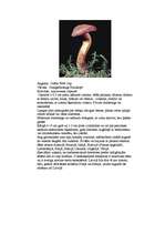 Referāts 'Indīgās sēnes', 13.