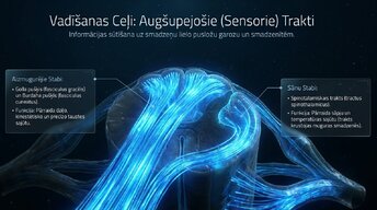 Prezentācija 'Muguras smadzenes un to vadīšanas ceļi', 7.