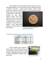 Referāts 'Antibiotikas un rezistence pret tām', 19.