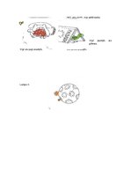 Referāts 'Eksāmena darbs logopēdijā', 18.
