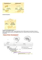Konspekts 'Attīstības psiholoģija', 18.