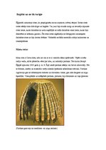 Referāts 'Ēģiptiešu rotaslietas', 6.