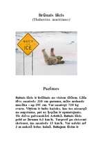 Referāts 'Baltais lācis', 1.