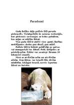 Referāts 'Baltais lācis', 3.