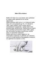 Referāts 'Baltais lācis', 4.