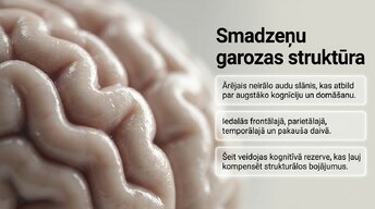 Prezentācija 'Neiroplastiskums un novecošana: vai smadzenes saglabā elastību pēc 60 gadiem', 4.