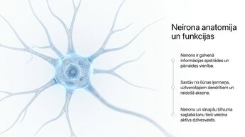 Prezentācija 'Neiroplastiskums un novecošana: vai smadzenes saglabā elastību pēc 60 gadiem', 5.
