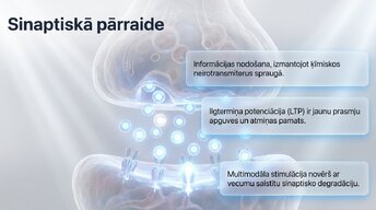 Prezentācija 'Neiroplastiskums un novecošana: vai smadzenes saglabā elastību pēc 60 gadiem', 7.