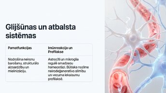 Prezentācija 'Neiroplastiskums un novecošana: vai smadzenes saglabā elastību pēc 60 gadiem', 8.