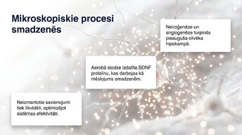 Prezentācija 'Neiroplastiskums un novecošana: vai smadzenes saglabā elastību pēc 60 gadiem', 9.