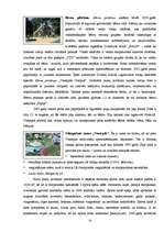 Referāts 'Ventspils pilsētas tūrisma objektu darbības analīze', 13.