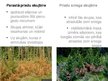 Prezentācija 'Pārnadžu postījumi jaunaudzēs un meža fitopatoloģija', 4.