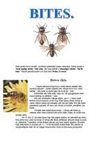 Referāts 'Bites', 2.
