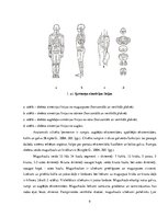 Referāts 'Koriģējošie vingrojumi vidusskolas meitenēm ar ieliektas muguras problēmām', 9.