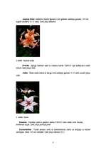 Referāts 'Lilijas', 8.
