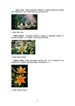 Referāts 'Lilijas', 9.