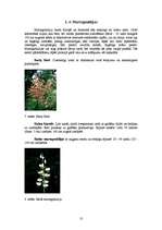 Referāts 'Lilijas', 10.