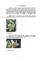 Referāts 'Lilijas', 11.