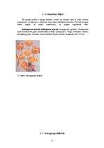 Referāts 'Lilijas', 12.