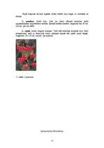 Referāts 'Lilijas', 14.